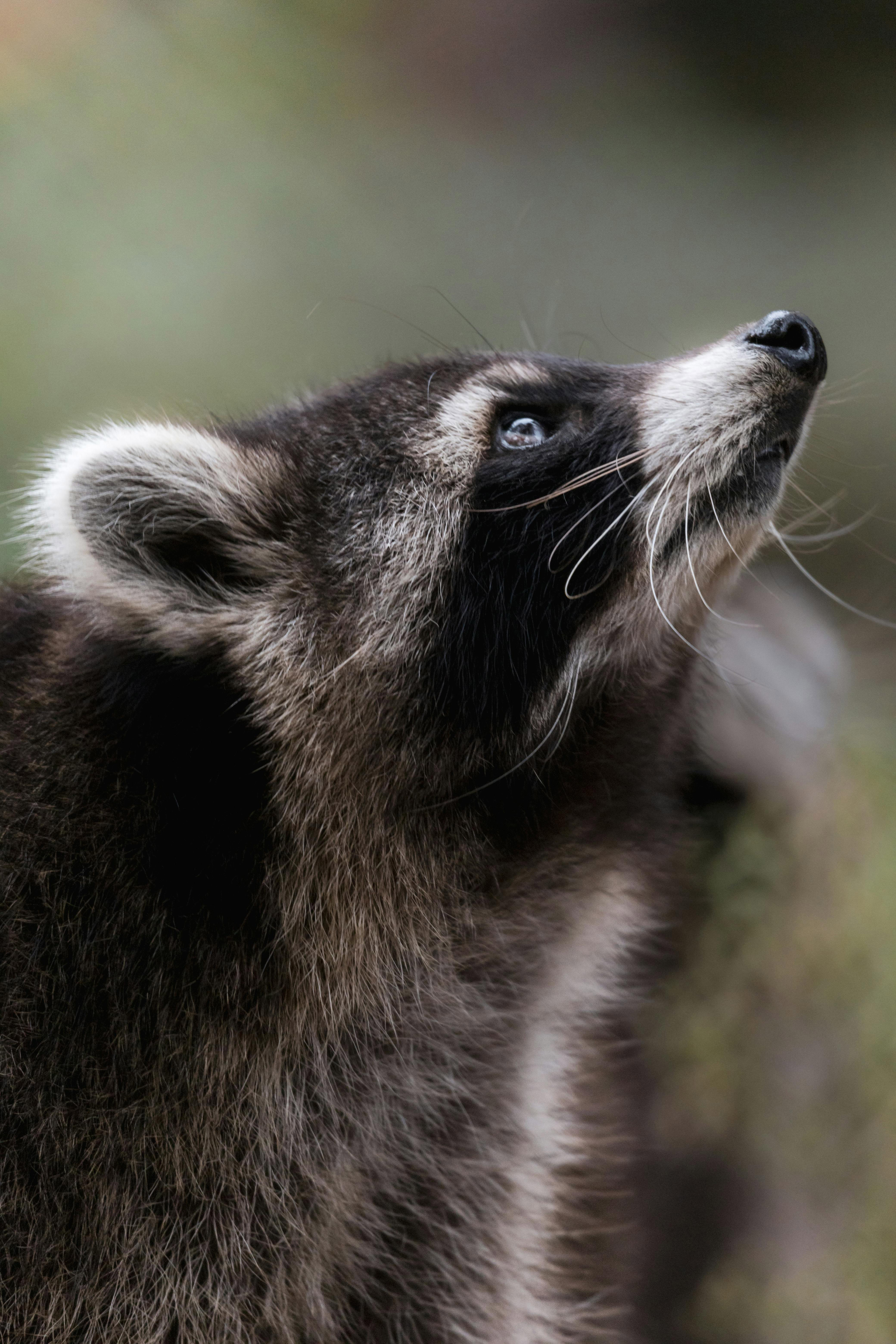 Raccoon