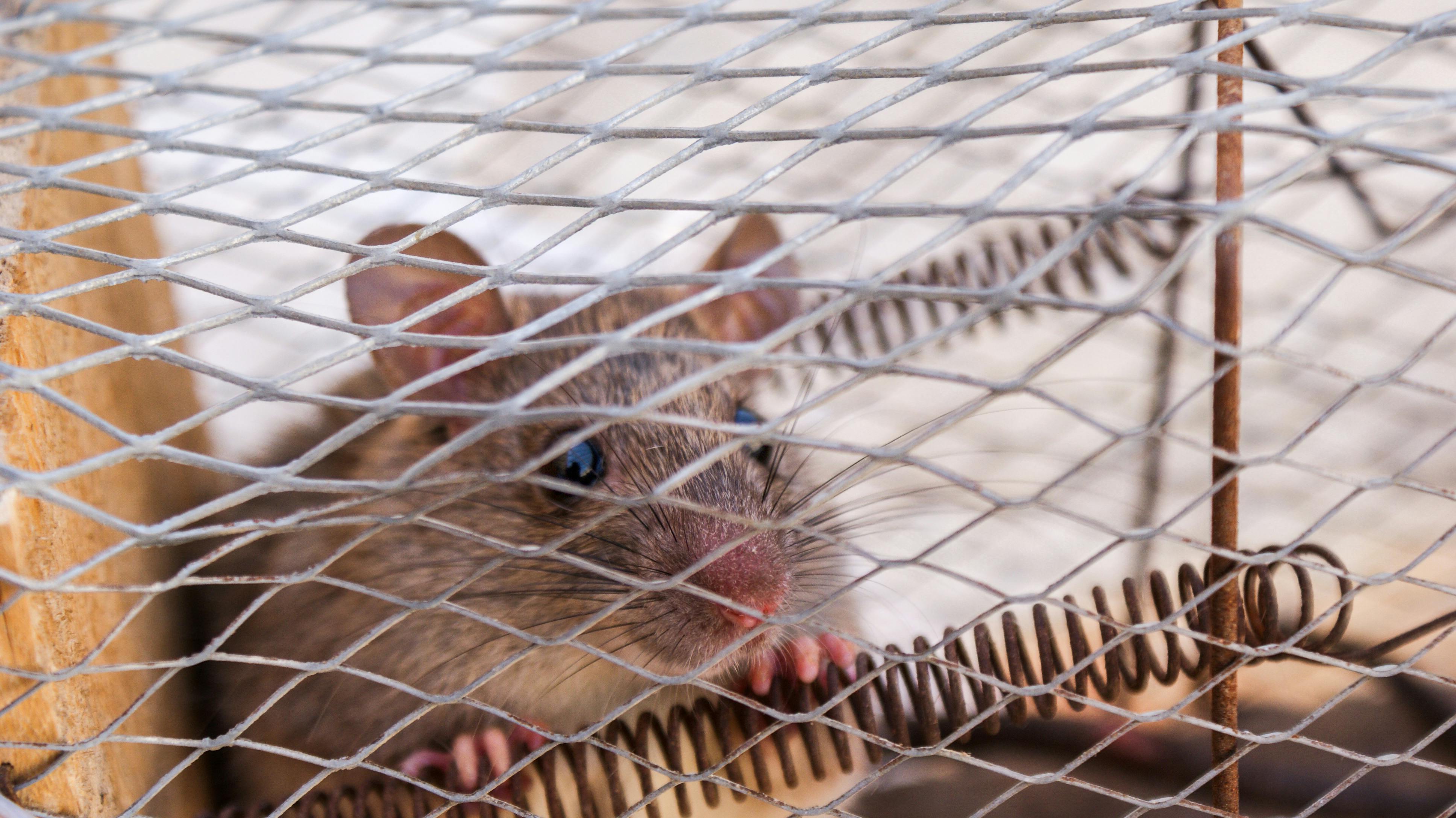 Attic Ringtail