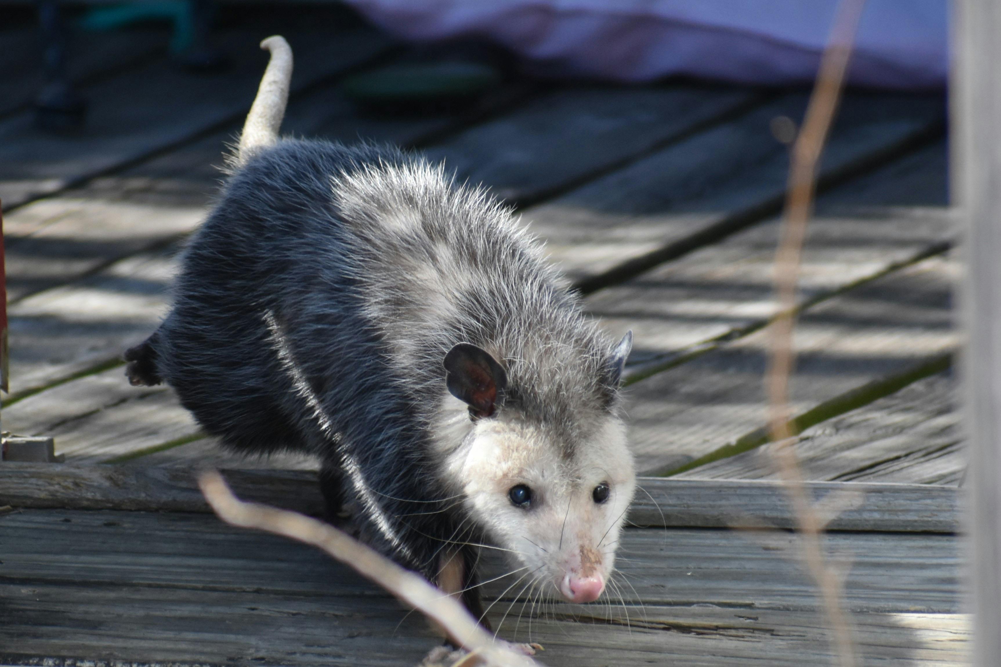 Ringtail Cat Prevention