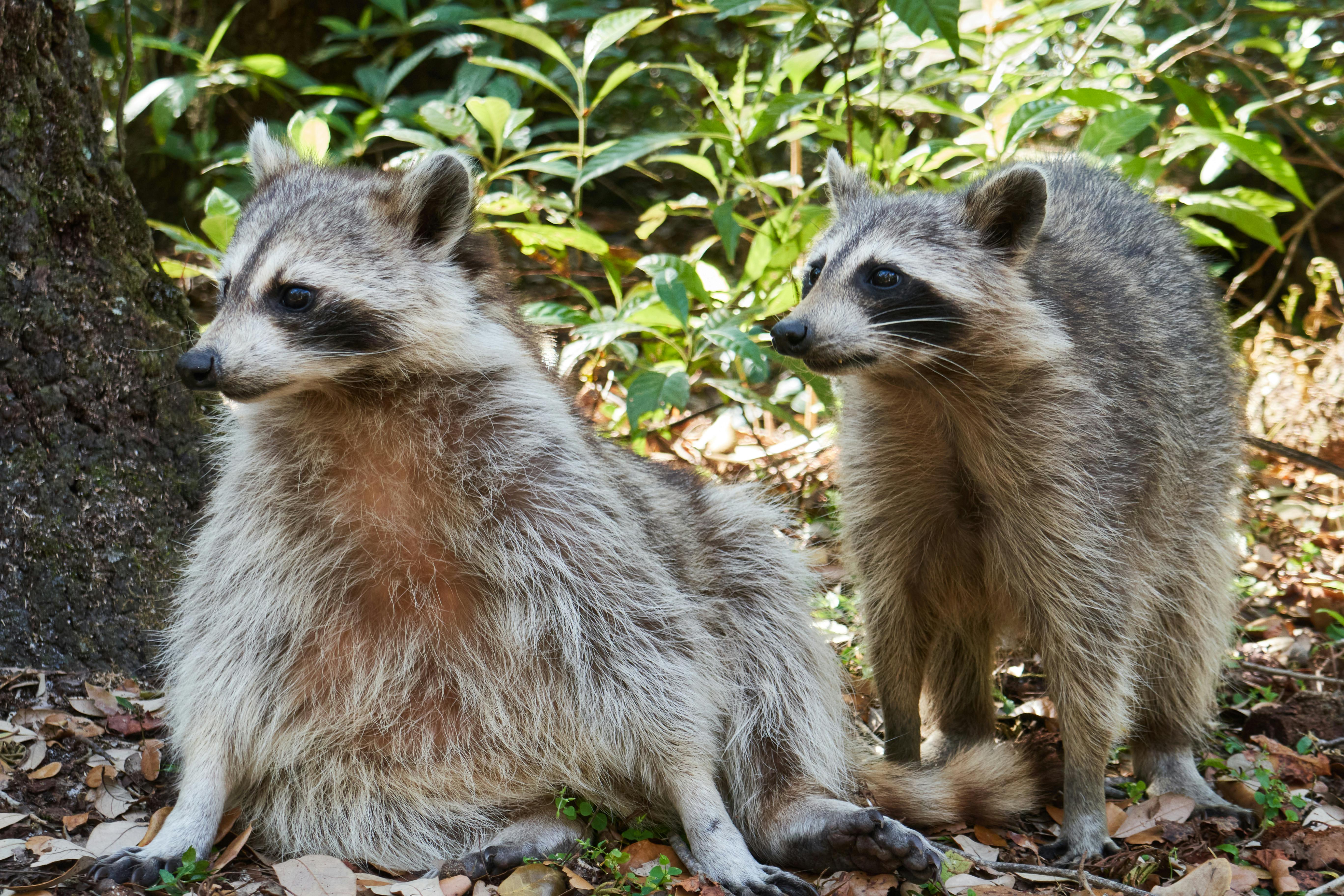 Yard Ringtail