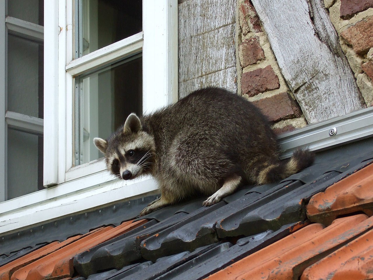 Ajax-Wildlife-Removal-Common-Raccoon-Habitats