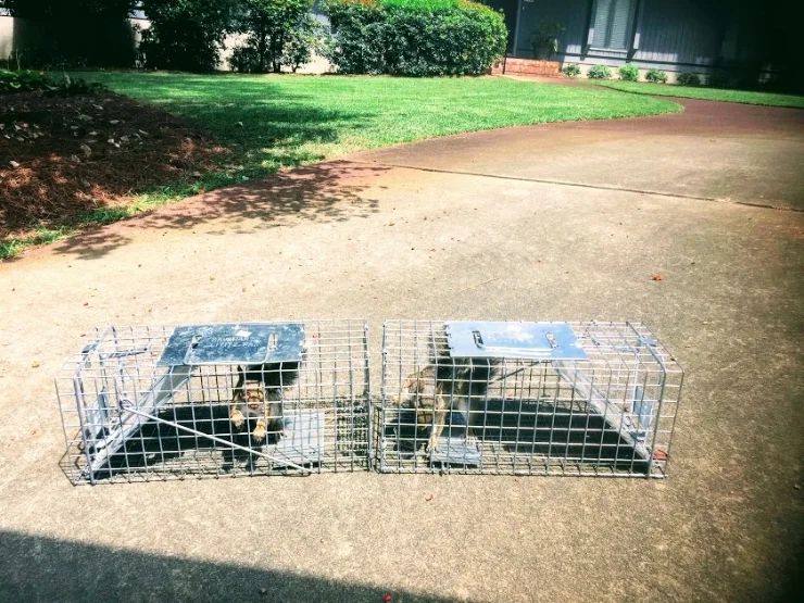 Squirrels