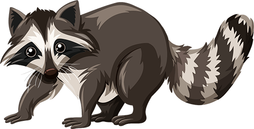 raccoon-illustration