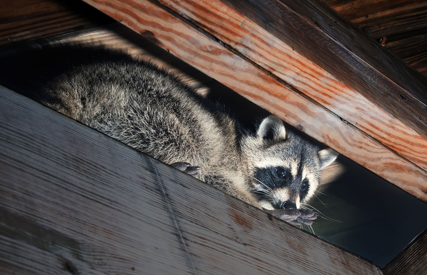 raccoon-in-attic-min
