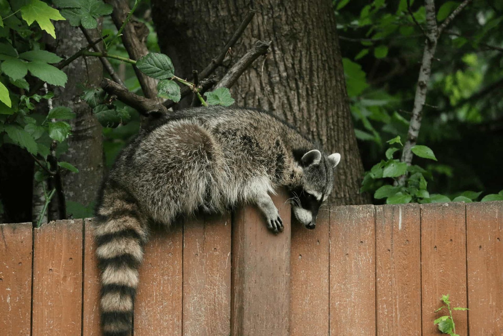 raccoon-removal